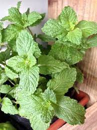 متراکم کردن نعناع